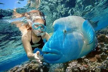 Die Magie der Unterwasserwelt in Hurghada entdecken: Tauchen mit Delfinen und bunten Fischen